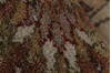 Ziegler Brown Round Hand Knotted 511 X 60  Area Rug 250-23637 Thumb 7