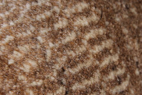 Gabbeh Beige Hand Knotted 50 X 72  Area Rug 250-27106 Image 10